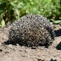 Žena pronašla povređenog ježa: Veterinar se prenerazio kad je shvatio šta je donela u kutiji