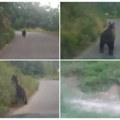 Medved trči po putu u crnoj gori: Automobil ide za njim, a onda životinja pravi nagli pokret iznenađenja! (foto/video)