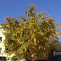 Ginko biloba, stablo raskošne krošnje u centru Loznice