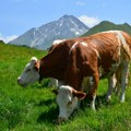 Stado krava napalo bračni par u Austriji, žena umrla od povreda