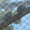 Tuš, specijalna hrana, klima uređaji... Kako je tokom vrelih dana u Beogradskom zoološkom vrtu