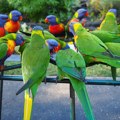 Policija kod Subotičanina našla 23 papagaja zaštićene vrste