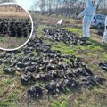 Oko nakova više od 800 mrtvih ptica Pomor zaštićenih gačaca i čavki