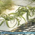 Tilandsije - vazdušne biljke ukras svakog enterijera