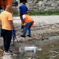 Užas na Župi u Tivtu: Pas sa tegom oko vrata bačen u more