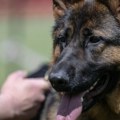 Vojska u Nišu prodaje pse, građani negoduju i traže udomljavanje