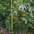 U stanu pronađena droga, iza zgrade plantaža marihuane: Uhapšen muškarac u Boru