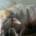 Bivo Tramp neće biti žrtvovan: Životinja od 700 kg koji neodoljivo podseća na lidera SAD dobila drugu šansu