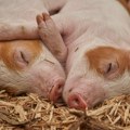 Afrička kuga registrovana je u okolini Bijeljine na farmi sa blizu 1.000 svinja