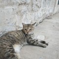 Mačka je svake noći u isto vreme grebala po vratima podruma - a onda su vlasnici otkrili zašto to radi i... zanemeli od šoka!…