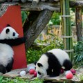 Berlin: Panda blizanci Leni i Loti proslavljaju prvi rođendan