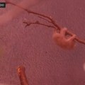 VIDEO Ovo je jedna od naslađih životinja na svetu: Mazna i - otrovna