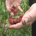 Berači malina se odrekli dnevnica Nisu mnogo razmišljali, ovo je njihov razlog (foto)