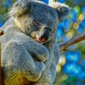 "Izgledao je zadovoljan sobom" Gladna koala se snašla za hranu, pojela sve biljke u rasadniku i zaspala