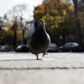 Taksista u Japanu uhapšen jer je kolima ubio goluba