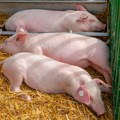 Stiže pojeftinjenje! Posle božićnog rekorda, svinjetina i dalje skupa u Srbiji: Evo kada se očekuju niže cene