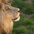 Loša procena zoo vrta: Hteli da pare lava sa ženkom, on je ubio