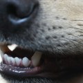 Pas izujedao dečaka u Novoj Gajdobri: Neodgovorni vlasnici samo dođu i ostave svoje neželjene ljubimce
