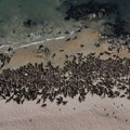 Stigli su preko noći i okupirali plažu: Ljudi im ništa ne mogu, čak i zakon tako kaže