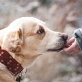 Terapijski psi pomažu deci u razvoju, najčešći su labradori a ima i mešanaca