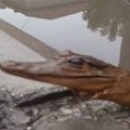 Preparirani krokodil pronađen u jednoj ulici u Nišu