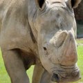 Ćao Beno – uginuo je najstariji beli nosorog u Evropi – zoo vrtovi očuvanje vrsta ili zatočeništvo za životinje