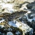 Ženke guštera u Nju Orleansu otporne na olovo