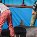 Decenijama su deo američke mornarice: Da li vojni delfini deluju u Ormuskom moreuzu?