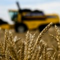 Za Srbiju je Italija izuzetno značajno tržište za izvoz žita