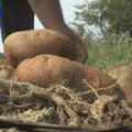 Dobrivoje iz Kušića otkriva tajnu ivanjičkog krompira za koji se otimaju mnogi: Mešavina tri klime i nadmorska visina daju…