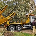 Mašina za presađivanje drveća: Spašene lipa i tri šljive na Detelinari (FOTO)