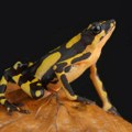U prtljagu pronađeno 130 otrovnih žaba: Harlekin žabe krijumčarene iz Kolumbije