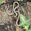 Beograđanin u dvorištu na dedinju otkrio leglo od 15 zmija! Naš čuveni zmijolovac otkriva o koji vrsti je reč i zašto i…