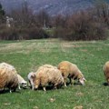 Vuna u Srbiji završava u kontenjerima! Farmeri sve teže pronalaze pastire, ljude dovode iz Nepala i Rumunije
