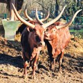 Zoo-vrt na Paliću obeležio 75 godina postojanja