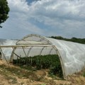 Leskovac raspisao konkurs za poljoprivrednike, blizu 80 miliona dinara za unapređenje proizvodnje