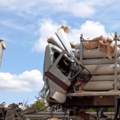 Jezive fotografije sa mesta stravične nesreće kod Pazove! Kabina u potpunosti smrskana, vozač kamiona poginuo: Saobraćaj…