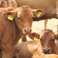 Rekordna cena teladi, farmeri povećavaju proizvodnju