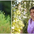Kreće najteži period za alergične: Polen ambrozije osvaja vazduh, ovi simptomi su znak za uzbunu, evo kako da ublažite tegobe…