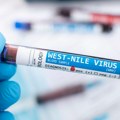 Porastao broj slučajeva groznice Zapadnog Nila u Srbiji: stručnjaci savetuju mere opreza