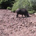 Od otvaranja lovne sezone na divlju svinju nije bilo slučajeva zaraženih afričkom kugom