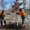 Uspešno završen projekat pošumljavanja „Kragujevac punim plućima“