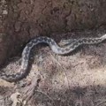 Ogroman poskok na Pešteru: Sabahudin se sreo oči u oči sa opasnom zmijom dugom preko jednog metra, sada ih ima najviše jer…