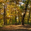 U Srbiji lane posečeno 3,3 miliona kubika drveta, najviše upotrebljeno za grejanje