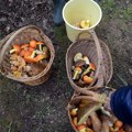 Tradicionalna izložba gljiva u Kragujevcu – prilika za ljubitelje prirode