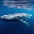 Naučnici zapanjeni otkrićem Evo zbog čega grenlandski kitovi mogu da žive duže od 200 godina