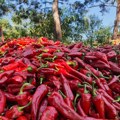 Sezona ajvara u Leskovcu: Paprika od 60 do 100, tegla domaćeg i do 800 dinara