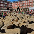 VIDEO: Hiljade ovaca i koza na ulicama Madrida