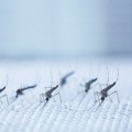 Zaprašivanje komaraca u Beogradu večeras, u 18 časova