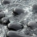 Više od 50 kitova uginulo nakon što su se nasukali na zapadu Australije (Foto)